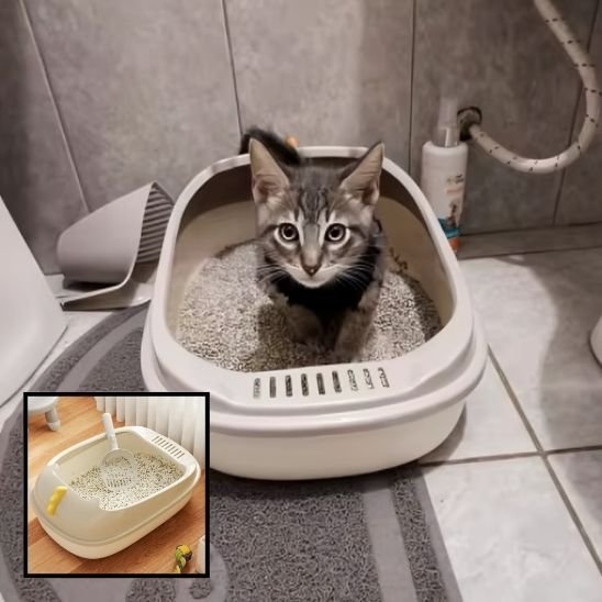 Bac à litière chat