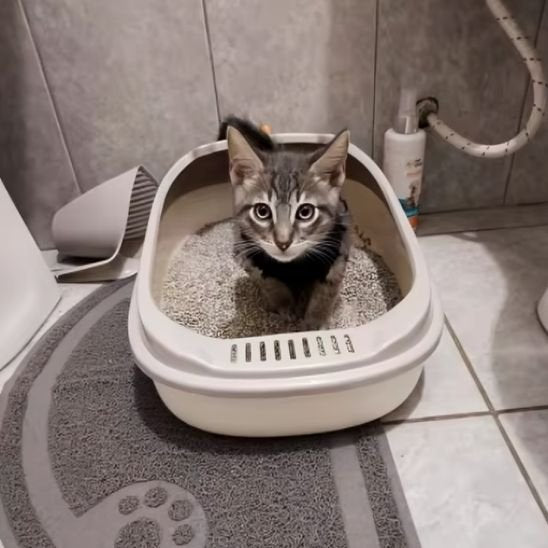 Bac à litière chat