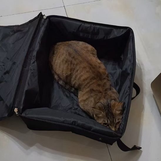 Bac à litière chat