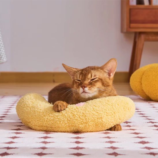 coussin pour chat