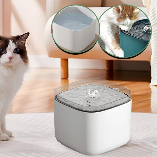 Fontaine à eau chat