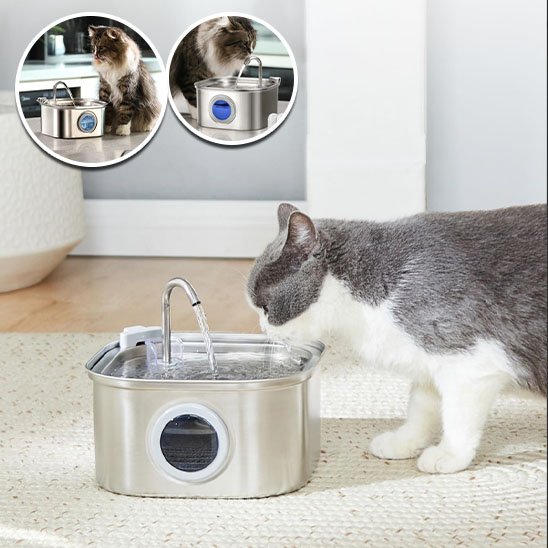fontaine a eau chat