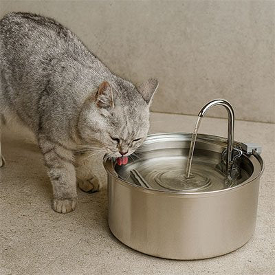 Fontaine a eau pour chat