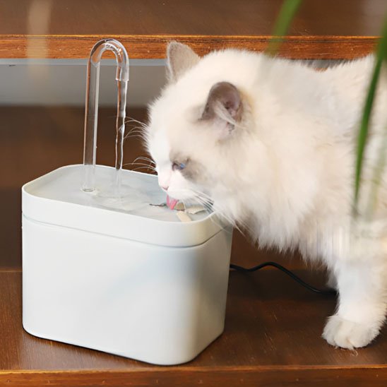 Fontaine eau chat
