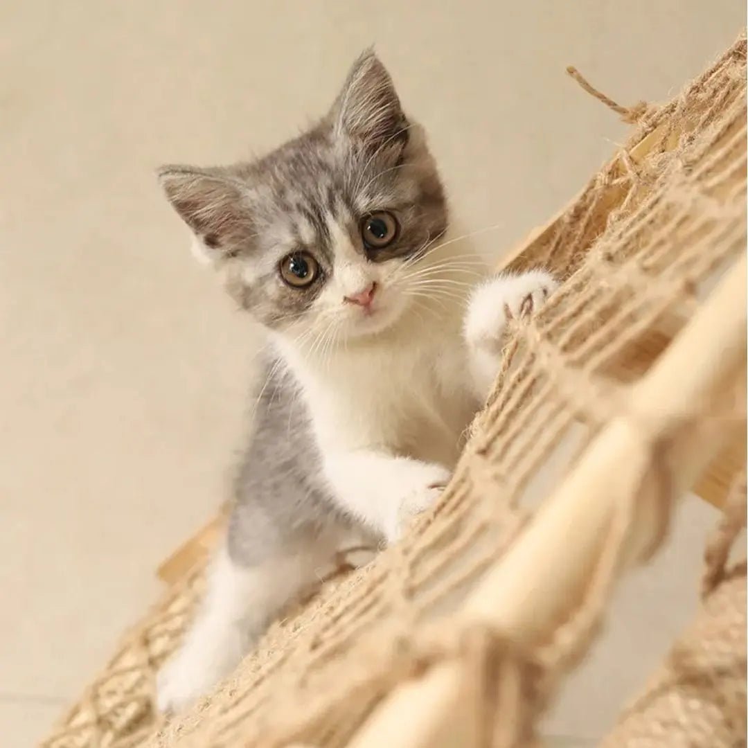 Griffoir chat | Griff'Grimpant™ - Chatelier Paris