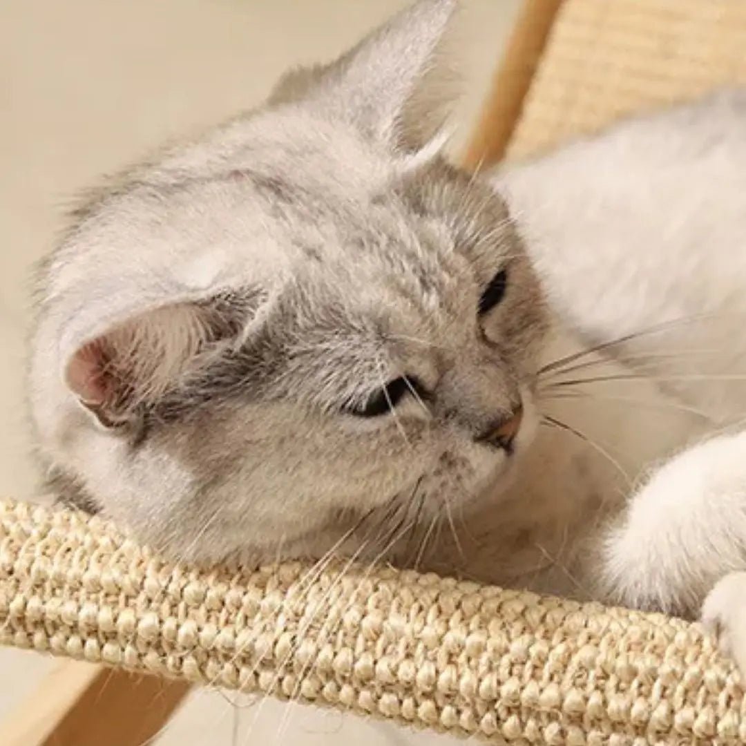 Griffoir chat | Griff'Grimpant™ - Chatelier Paris