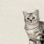 Griffoir Chat protège - meubles (Dimension 60x100cm) Griff'Escalade™ - Chatelier Paris