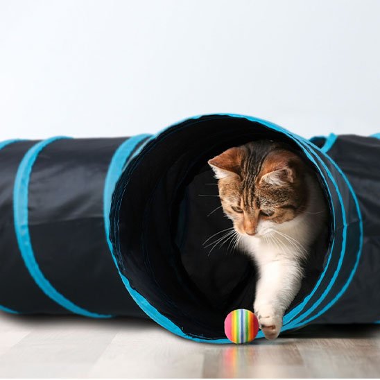 Tunnel pour chat 